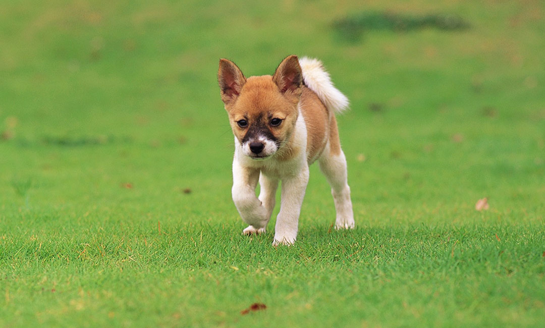 伊春叮叮宠物商业计划书案例